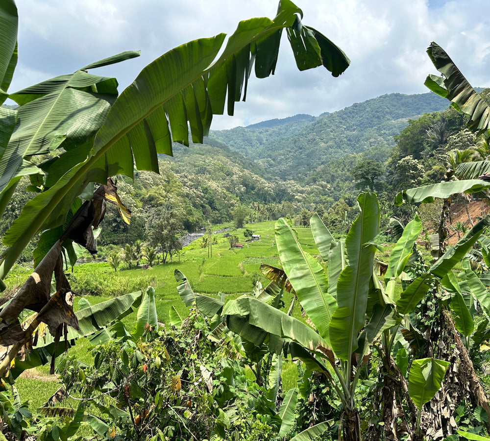 Indonesischer Tee (Teh Mori)